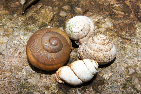 Jeanneretia parraiana aragnoi, Zachrysia sp., Cerion sp. Soroa